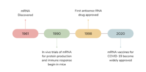 mRNA Vaccine Timeline