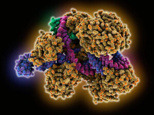 CRISPR/Cas9 RNA-DNA complex