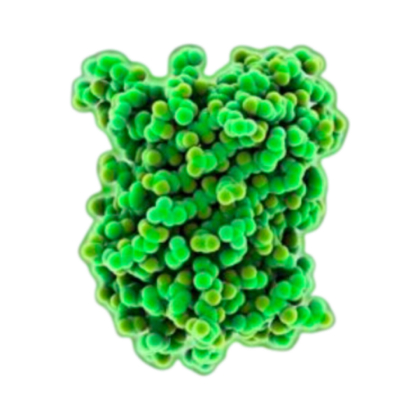 eGFP mRNA | Vernal Biosciences
