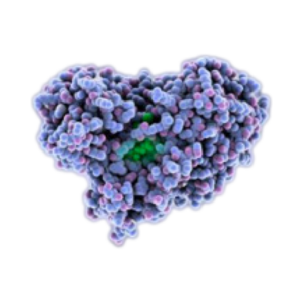 Firefly Luciferase (FLuc) mRNA | Vernal Biosciences