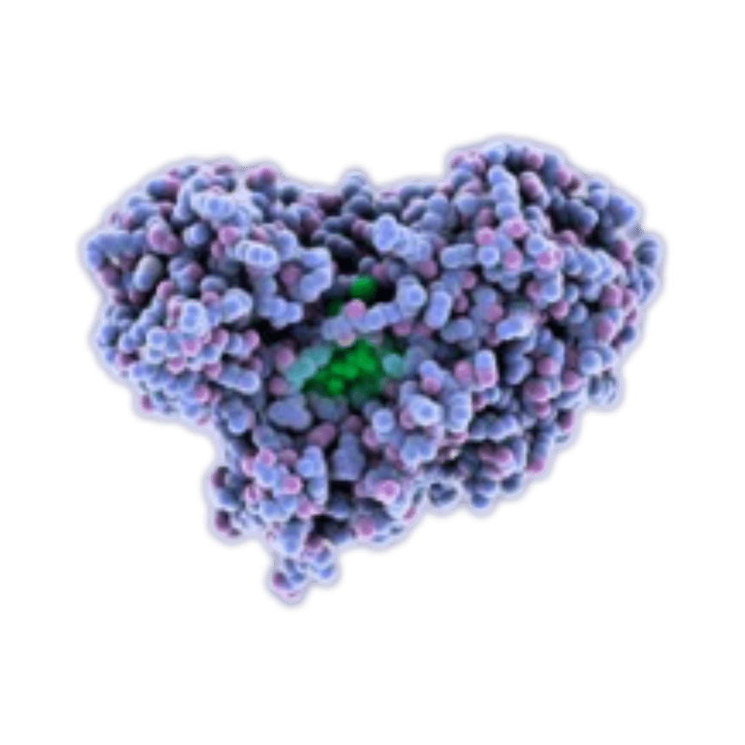 Firefly Luciferase (FLuc) mRNA | Vernal Biosciences