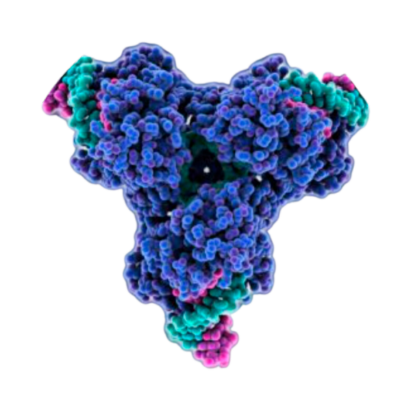 Cre Recombinase mRNA | Vernal Biosciences
