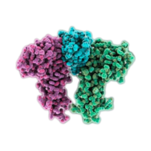 hEPO mRNA | Vernal Biosciences