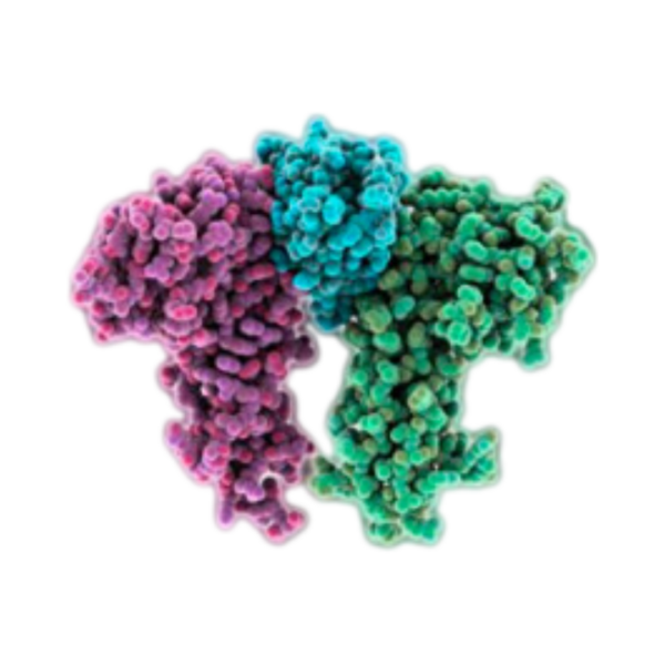 hEPO mRNA | Vernal Biosciences